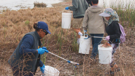 Volunteers holding buckets, stepping through plant growth